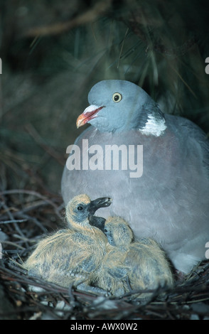 Ringeltaube (Columba Palumbus), mit zwei Küken im Nest, Deutschland, Nordrhein-Westfalen Stockfoto