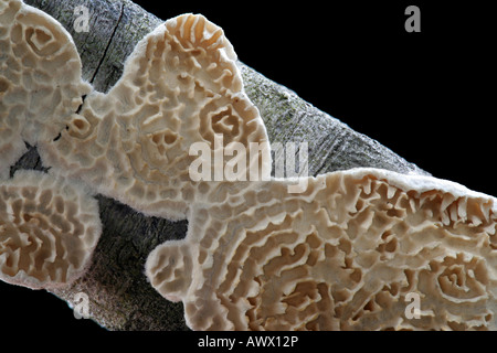 Ein Pilz, Irpex Lacteus, wächst auf einem Stick. Stockfoto