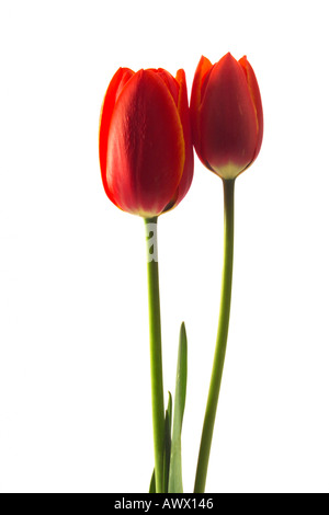 Tulpen Tulipa gesneriana Stockfoto