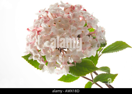 Schneeball (Viburnum), Nahaufnahme Stockfoto