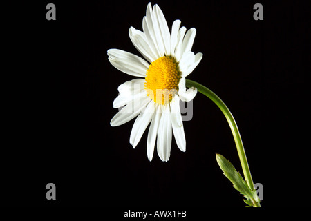 Margerite (Chrysanthemum Leucanthemum), Nahaufnahme Stockfoto