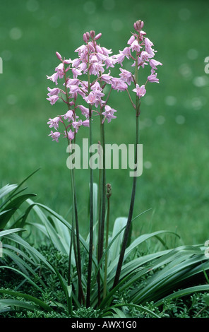 Hybrid-Bluebell (Hyacinthoides X massartiana, Hyacinthoides X variabilis, Hyacinthoides Hispanica X Hyacinthoides non-Scripta), Stockfoto