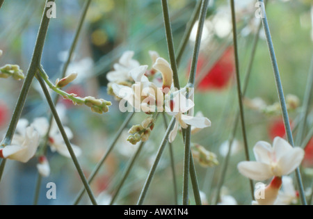 Weiße Besen, Bridal Besen (Retama Monosperma, Genista Monosperma), blühenden Strauch Stockfoto