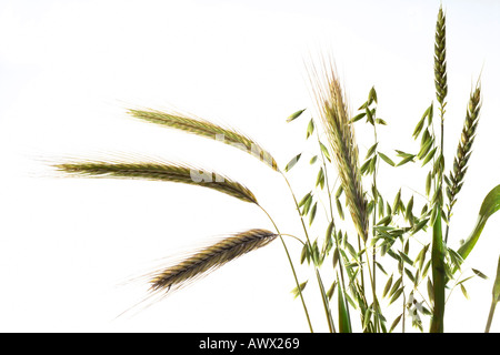 Verschiedene Getreide Stiele, close-up Stockfoto