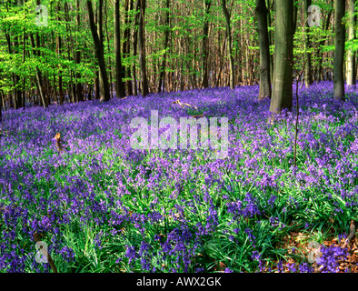 Glockenblumen, Southweald Park, Essex, UK Stockfoto