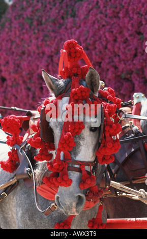 Andalusische Pferd (Equus Przewalskii F. Caballus), eingerichtet für die Feria del Caballo, Porträt Stockfoto