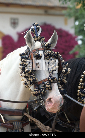 Andalusische Pferd (Equus Przewalskii F. Caballus), eingerichtet für die Feria del Caballo, Porträt Stockfoto