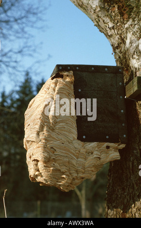 Hornisse, braune Hornisse, Europäische Hornisse (Vespa Crabro), nisten Vögel Zucht box Stockfoto