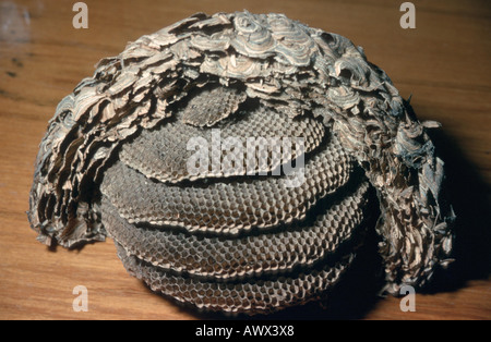 gemeinsamen Wespe (Vespula Vulgaris, Paravespula Vulgaris), Nest mit Waben öffnen Stockfoto