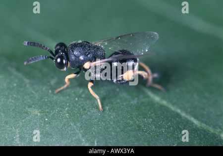 Schlupfwespen (Chalcidoidea), sitzt auf einem Blatt Stockfoto