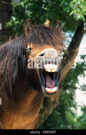 Exmoor Pony (Equus Przewalskii F. Caballus), Gähnen, Porträt Stockfoto