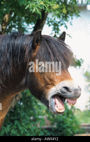Exmoor Pony (Equus Przewalskii F. Caballus), Gähnen, Porträt Stockfoto