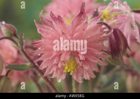 Aquilegia Vulgaris var. Stellata 'Rose Barlow' (Columbine) Barlow Serie. Stockfoto