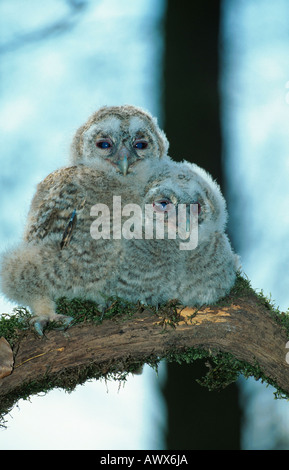 Eurasische Waldkauz (Strix Aluco), Porträt von zwei Jungvögel, auf einem Ast Stockfoto