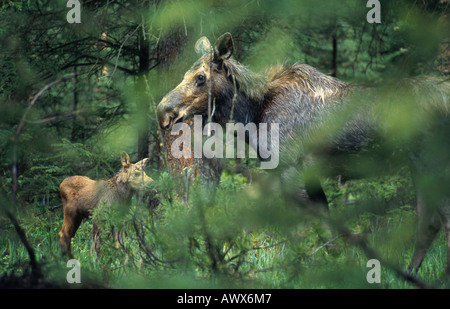 Elch, Elch (Alces Alces), Mutter mit Kalb, USA, Montana Stockfoto