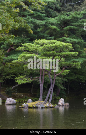 Kiefer auf der Insel im Teich, Kinkakuji-Tempel (auch bekannt als Goldener Pavillon), Kyoto, Japan Stockfoto