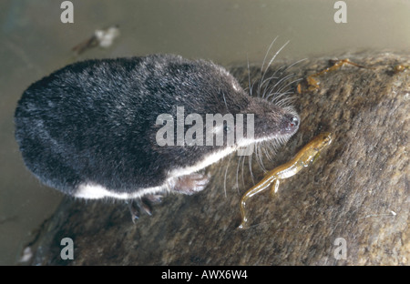 Alten Welt Wasser Spitzmaus, nördlichen Spitzmaus, eurasische Wasser Zähmung (Neomys Fodiens) mit Beute Stockfoto