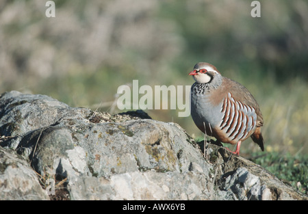 Rothuhn (Alectoris Rufa), auf einem Felsen, Spanien, Extremadura Stockfoto