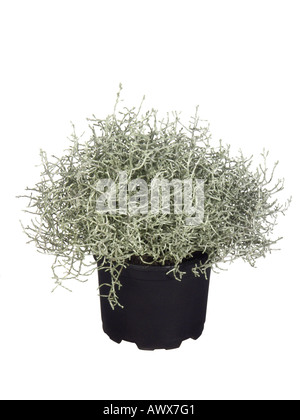 Silber-Maschendraht Pflanze, Kissen Busch (Calocephalus Brownii), Topfpflanze Stockfoto