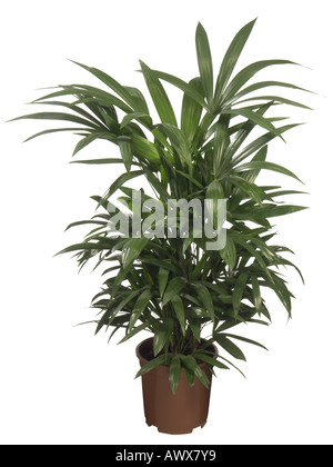 Bambus Palmen, Boden Peddigrohr, Lady Palm (Rhapis Escelsa. Rhapis Flagelliformis), Topfpflanze Stockfoto