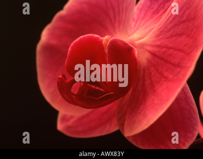 Phalaenopsis-Orchideen auf schwarzem Hintergrund Stockfoto