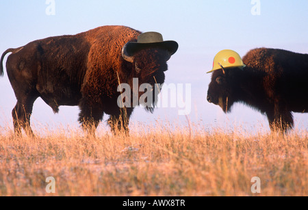 Skurrile zusammengesetztes Bild von zwei Bisons tragen Hüte auf der range Stockfoto