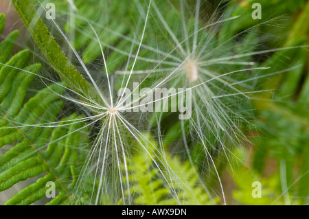Zwei Samenköpfe oder Thistledown der Kratzdistel, Cirsium vulgare Stockfoto