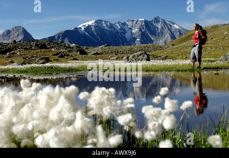 Wollgras (Wollgras spec.), Wanderer an einem Bergsee mit Wollgras, Savoie, Vanoise NP, Lac des Moutons Stockfoto