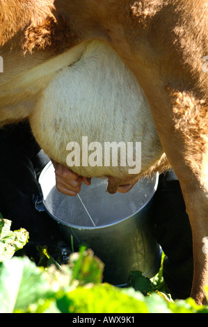 Melken mit Händen Stockfoto