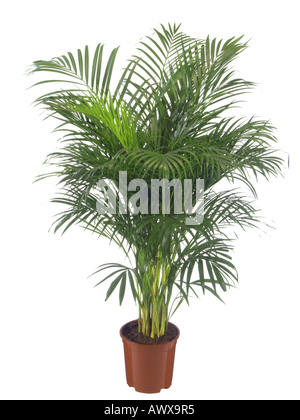 Schmetterling, Palm, Madagaskar-Palme, Areca Palme (Chrysalidocarpus Lutescens, Areca Lutescens), Topfpflanze Stockfoto