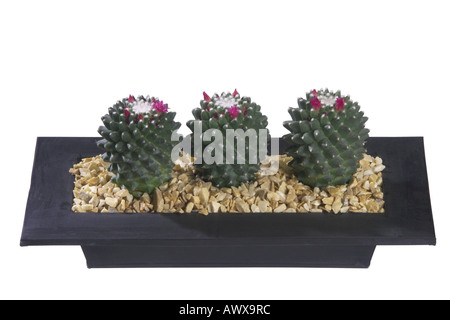 Mexikanische Nadelkissen (Mammillaria Magnimamma), Topfpflanzen Stockfoto