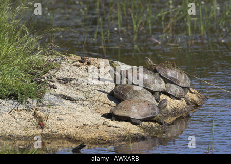 Maurish Schildkröte, Mittelmeerschildkröte (Mauremys Leprosa), Sonnenbaden Group, Spanien, Extremadura Stockfoto