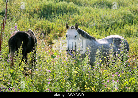 Weißen andalusischen Pferd auf bewachsenen Gebiet in Spanien Stockfoto