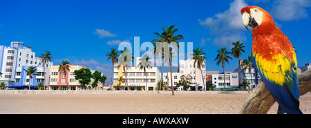 Zusammengesetzte Panorama-Bild eines bunten Papagei und Küste in Miami Beach, Florida Stockfoto