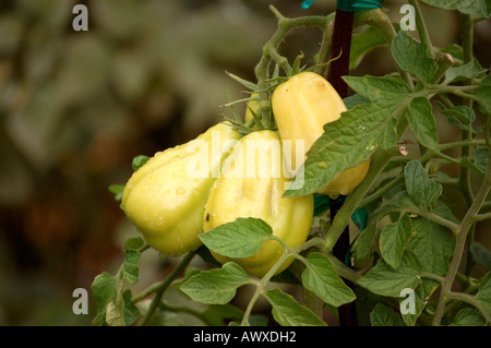 Reifende Kelli Belle Tomate Lycopersicon Esculentum aus Südamerika Stockfoto