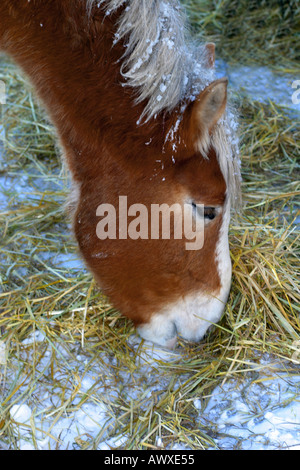 Pferde außerhalb im winter Stockfoto