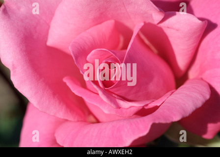 Rosa PRIMA BALLERINA Stockfoto
