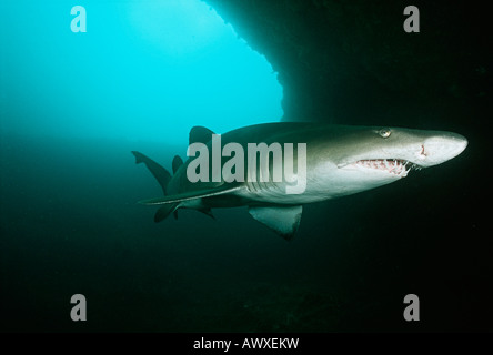 Aliwal Shoal, Indischer Ozean, Südafrika, sand Tigerhai (Carcharias Taurus) in Unterwasser-Höhle Stockfoto