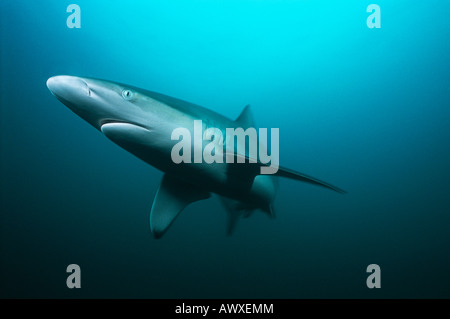 Aliwal Shoal, Indischer Ozean, Südafrika, Tigerhai (Galeocerdo Cuvieri) Schwimmen im Ozean Stockfoto