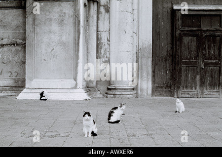 Welt zu reisen. Katzen in Venedig in Italien in Europa. Fernweh-Eskapismus-Kultur-Geschichte Stockfoto