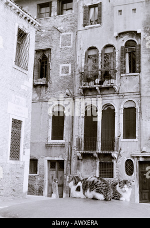 Welt zu reisen. Venedig in Italien in Europa. Fernweh-Eskapismus-Kultur-Geschichte Stockfoto