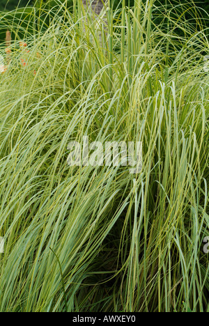 Cortaderia Selloana AUREOLINEATA Stockfoto