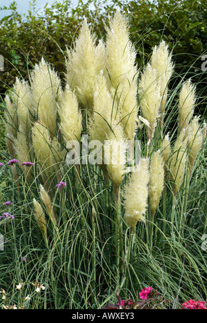 Cortaderia Selloana PUMILA Stockfoto