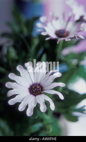 Osteospermum Philip weißen Löffel Stockfoto