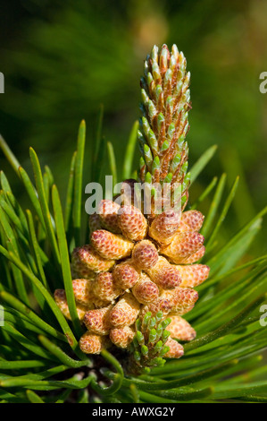 Kiefer, Pinus Sylvestris, männliche Blüte Stockfoto