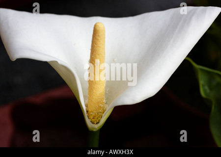 Allein König Blume Stockfoto