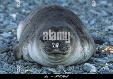 Antarktis, South Georgia Island, Weddell Dichtung am Kiesstrand, Nahaufnahme Stockfoto