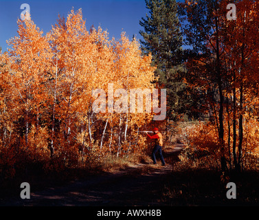 Jäger in aspen Grove im Herbst in Idaho Stockfoto