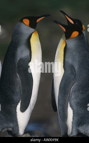 UK, South Georgia Island, zwei Königspinguine gegenüberliegend, Seitenansicht Stockfoto