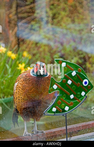 Eine freche männlicher Fasan Phasianus Colchicus späht durch ein Wintergarten Fenster Stockfoto